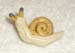 snail