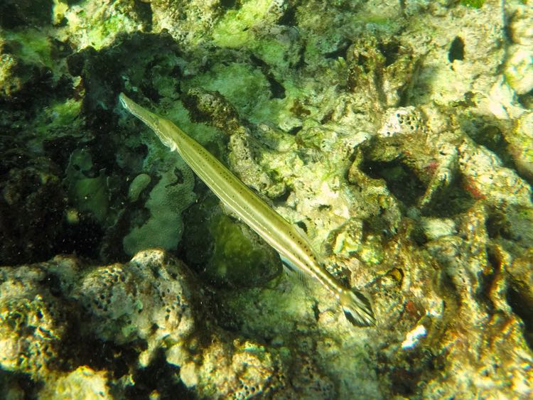 Trumpetfish (30