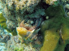 Common Octopus eating a Queen Conch