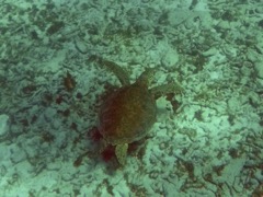 Green Sea Turtle  (3')