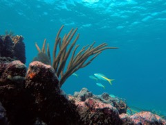 Porous Sea Rod Coral