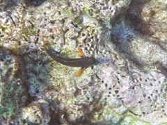 Red Lipped Blenny (3
