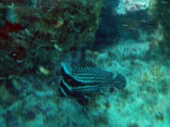 Spotted Drum (12