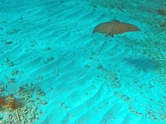 Spotted Eagle Ray (3 ft)