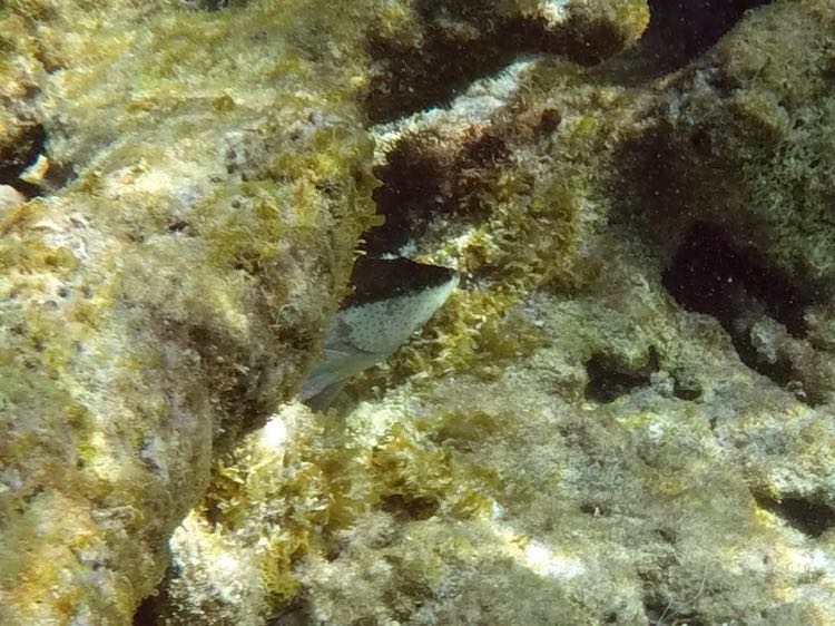Yellowmouth Grouper Juvenile (12