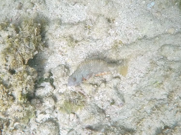 Bucktooth Parrotfish Initial Phase (3