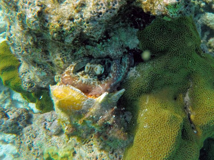 Common Octopus eating a Queen Conch