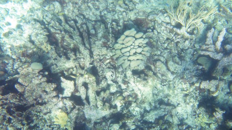 Lobed Star Coral among devistation