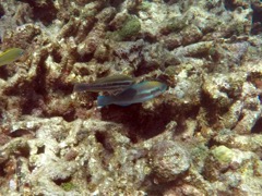 Princess Parrotfish (8