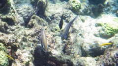 Princess Parrotfish (12