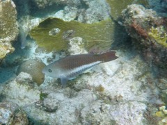 Queen Parrofish Juvenile (18