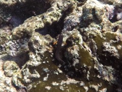 Red Lipped Blenny (3