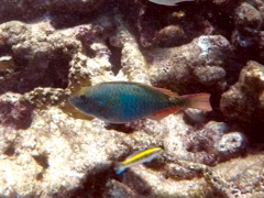 Redband Parrotfish Initial Phase (6