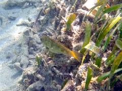 Rosy Razorfish (4