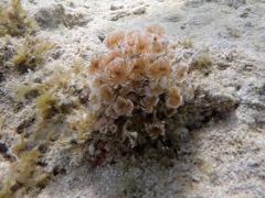 Social Featherduster Worm