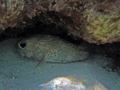 Spotted Burrfish (12