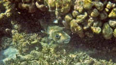 Spotted Burrfish (12