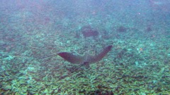 Spotted Eagle Ray (3 ft) 