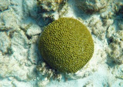 Symetriacal Brain Coral (24