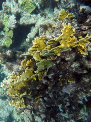 Blade Fire Coral