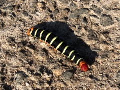 Tetrio Sphinx Moth Caterpillar (4