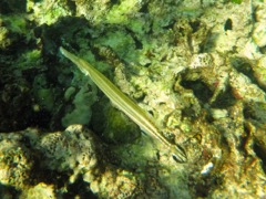 Trumpetfish (30