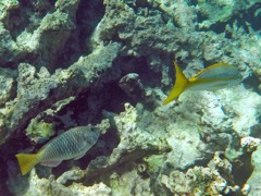 Two Yellowtials (Parrotfish and Snapper)
