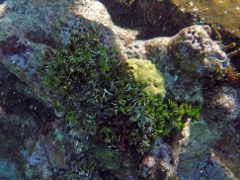 Watercress Green Alga