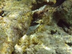 Yellowmouth Grouper Juvenile (12