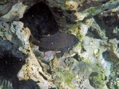 Yellowtail Damselfish (4