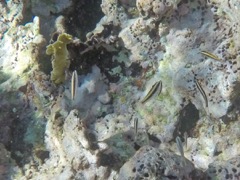 Bluehead Wrasse Juvenile & Cleaning Gobies