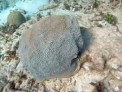 Blushing Star Coral