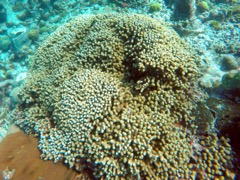 Branching Finger Coral