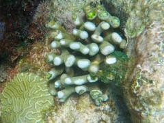 Branching Finger Coral (New colony)