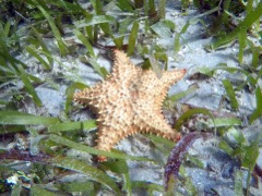 Cushion Sea Star