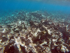 Devistated Reef