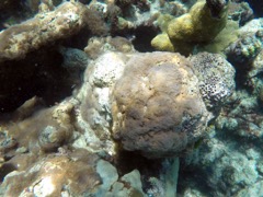 Encrusting Gorgonian Coral