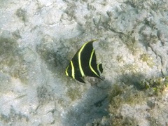 French Angelfish Juvenile (6