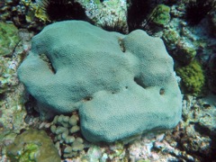 Great Star Coral