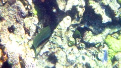 Green Moray Eel 