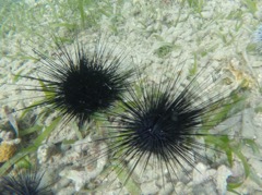 Longspine Sea Urchin