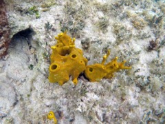 Lumpy Overgrown Sponge