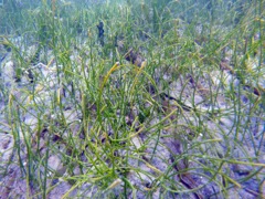 Manatee grass