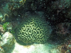 Maze Brain Coral