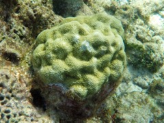 Mountainous Star Coral (Beginning)