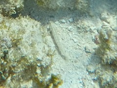 Pallid Goby (1.5