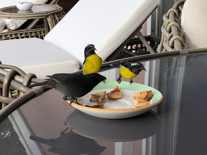 Bird Breakfast!
