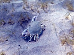 Blue Crab (4