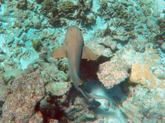 Reef Nurse Shark (5 feet) 