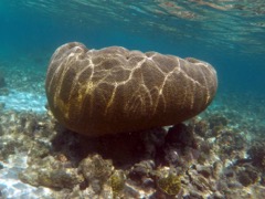 Reef shallows Symatric Brain Coral 